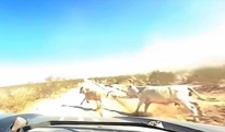 მრბოლელი 112 მილი საათში სიჩქარით ძროხას დაეჯახა [VIDEO]